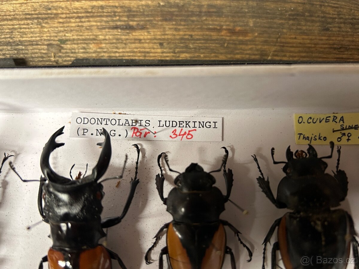 Sbírka brouků – roháči, nosorožíci, zlatohlávci a další - 2