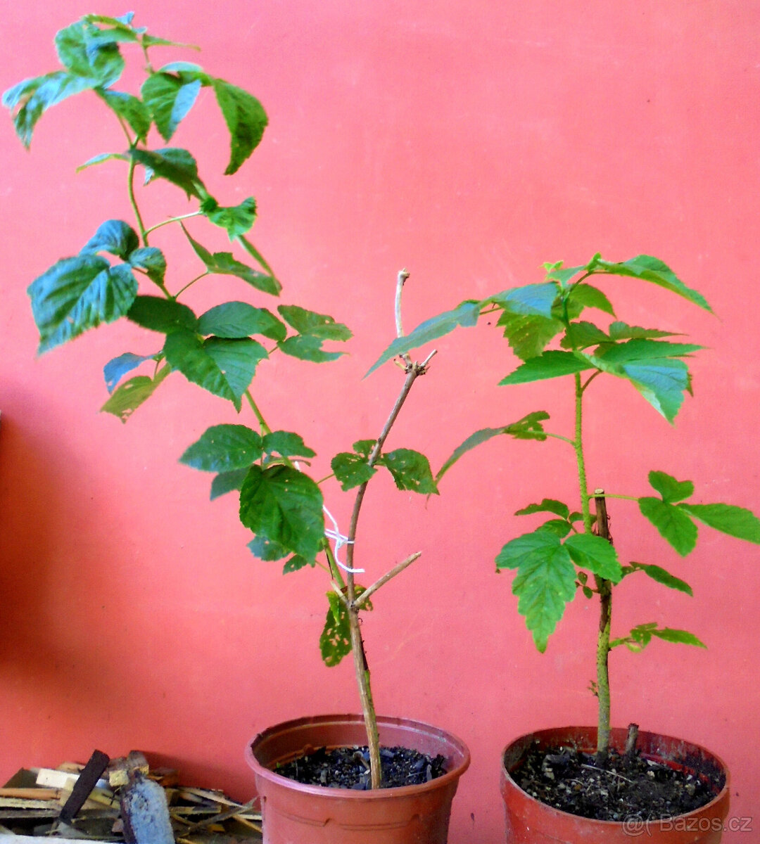 Maliník, zahradní velkoplodé maliny - sazenice - 2