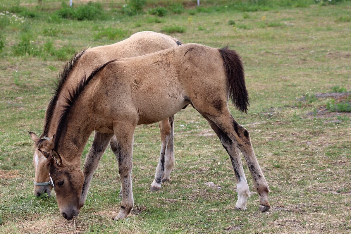 letošní plavá klisnička KK - 2