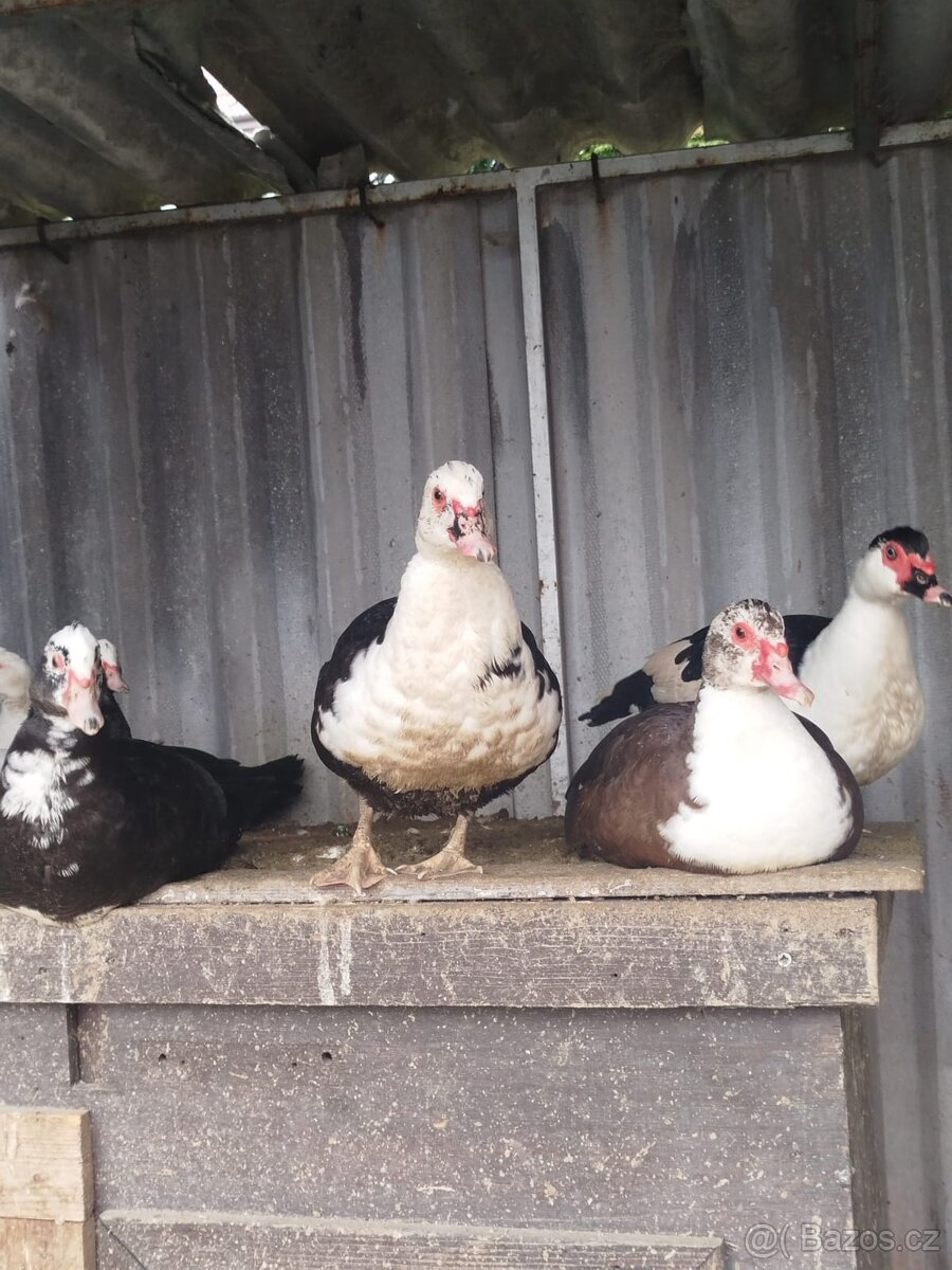 Živí pižmová kachna - 2