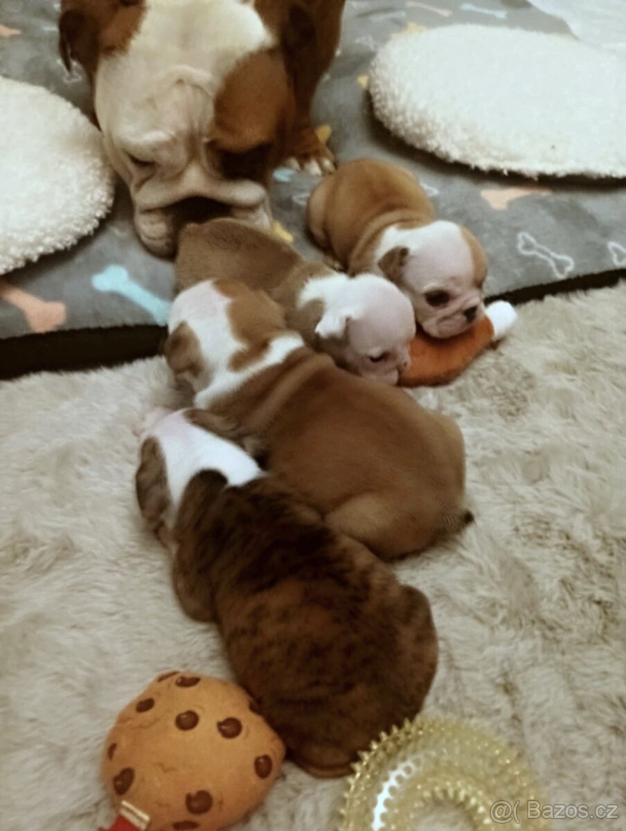 Anglický buldok s PP, štěňátka k rezervaci - 2