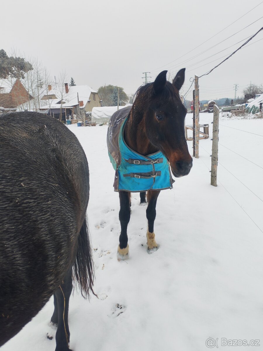 Shanim někoho ke koním - 2