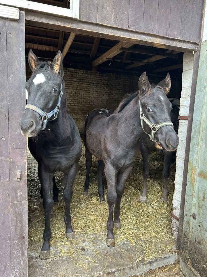 Hříbata Apaloosa - 2