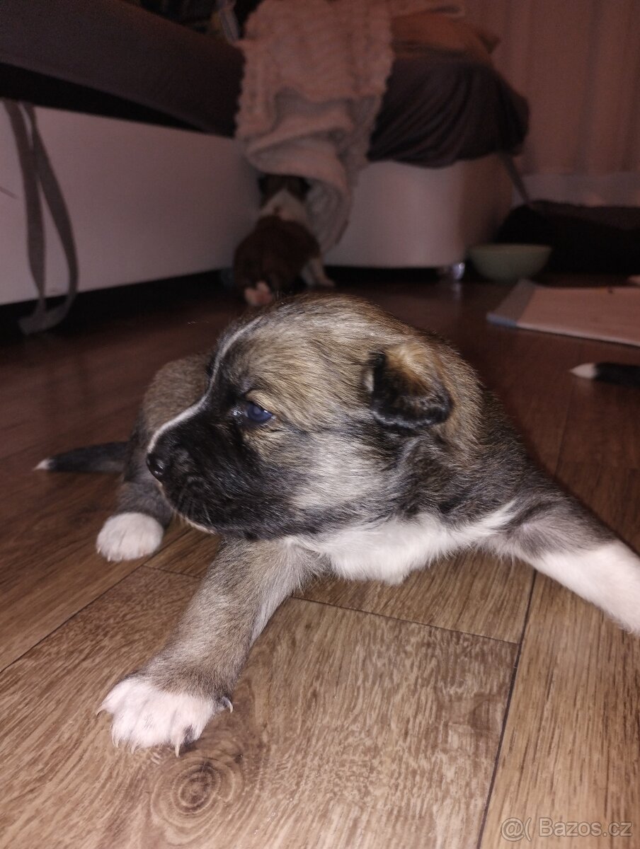 Prodám štěňátka středního vzrůstu - 2