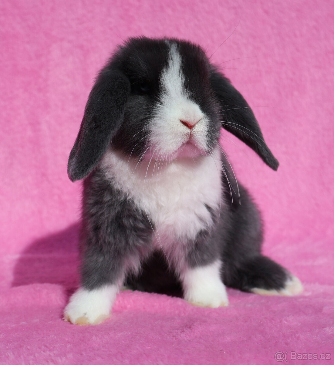 Zakrslý modrooký NHD beránek maličká samička s VP. - 2