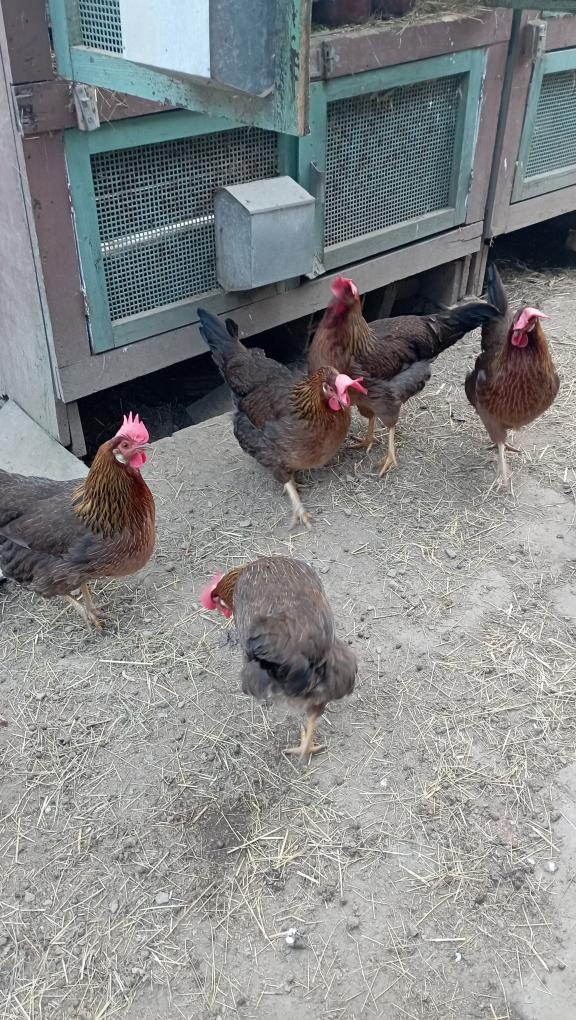 Násadová vejce slepic - 2