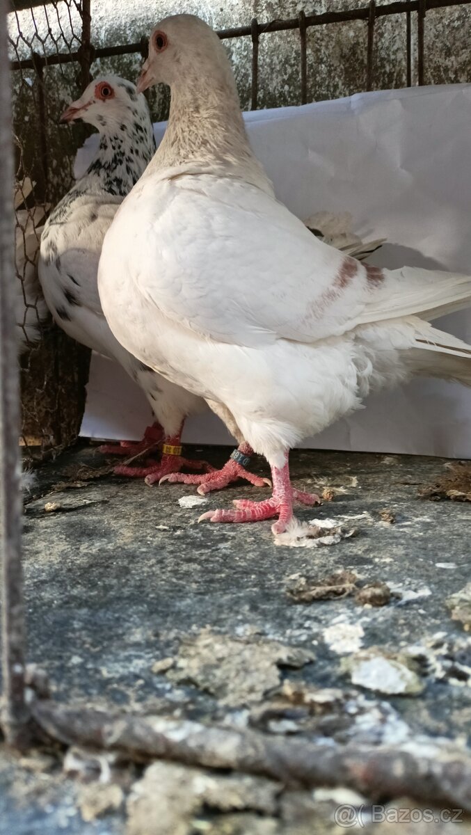 Prodám holuby - 2
