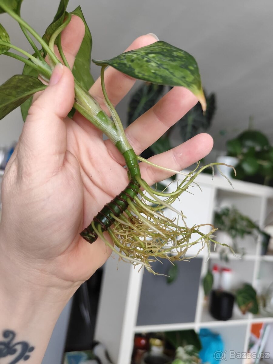 Dieffenbachia bausei - 2