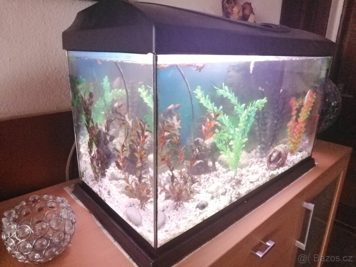 Akvárium - 2