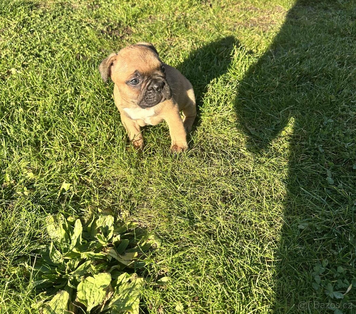Francouzský buldoček - 2