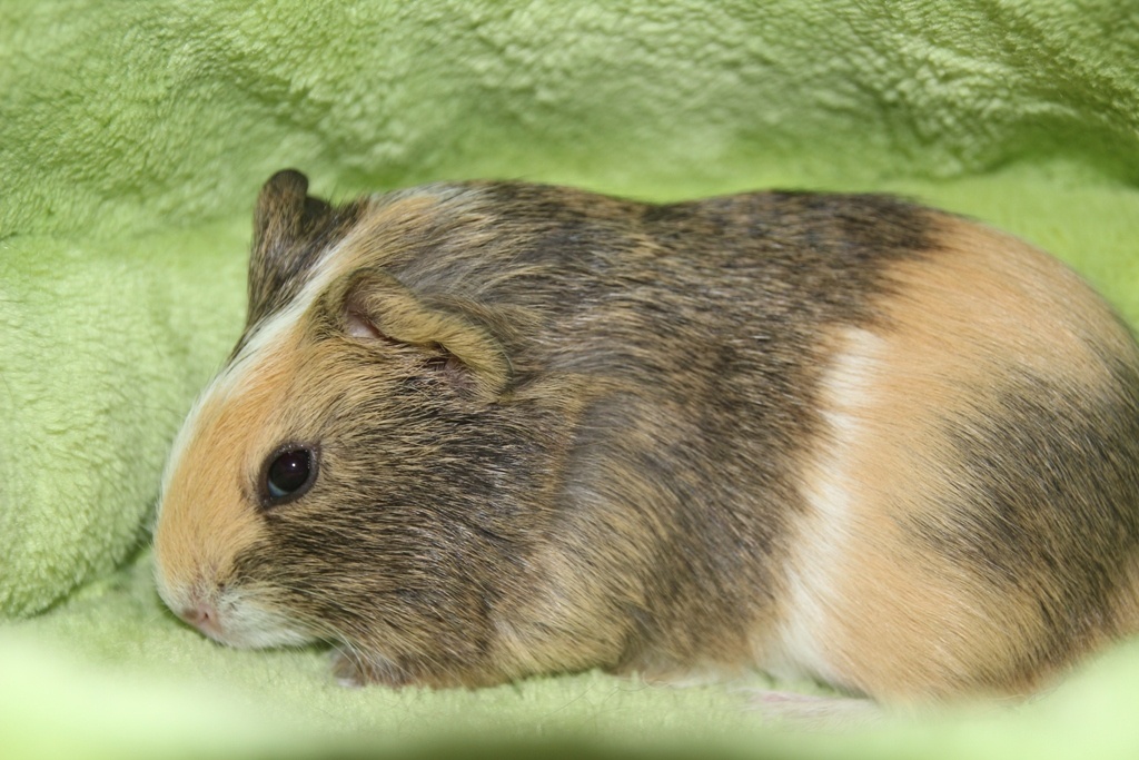 Morčecí chlapečci - 2