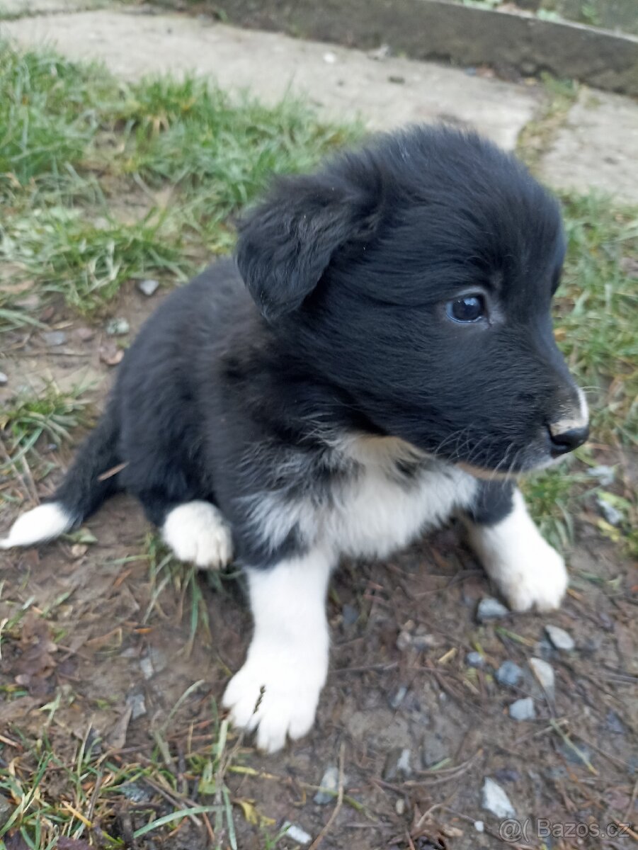 Border kolie štěňata - 2