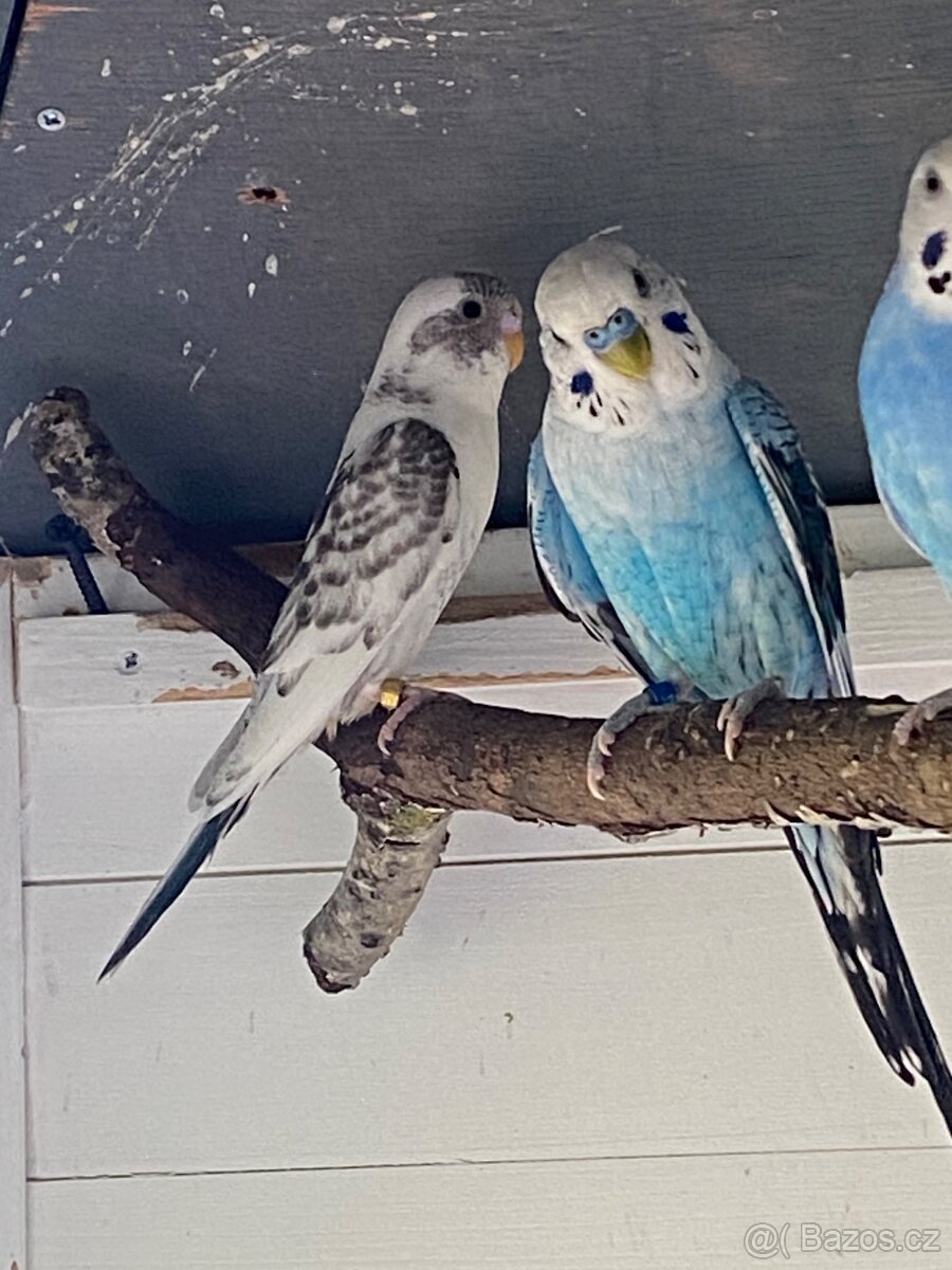 Blackwings andulka - 2