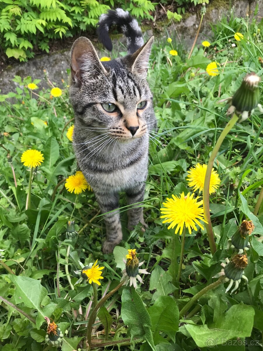 Daruji tříletou kočičku - 2
