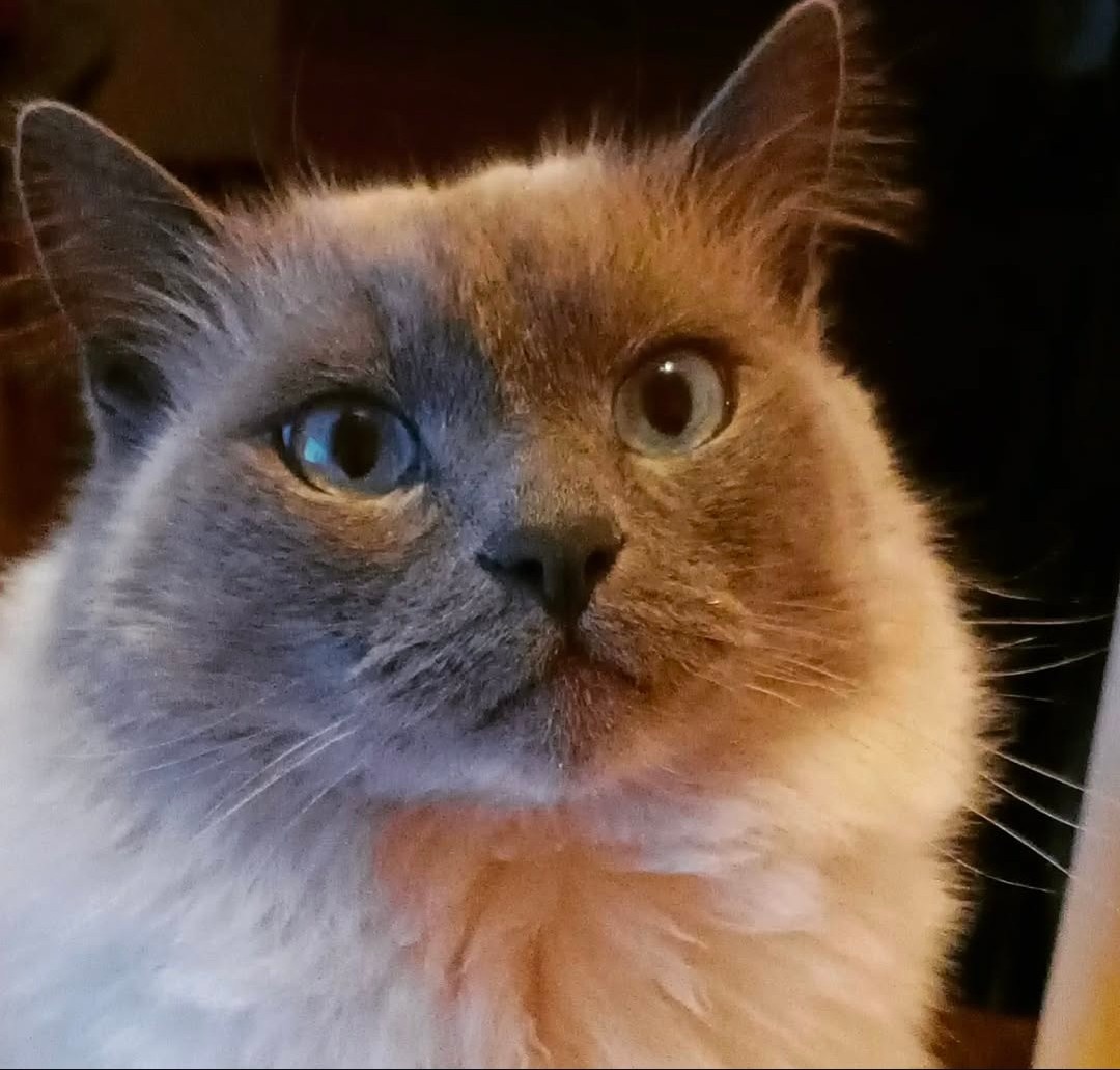 Daruji kocourka Ragdoll 7let do dobrých rukou - 2