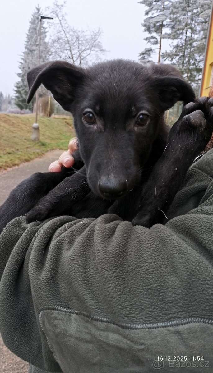 Německý ovčák Fenka - 2