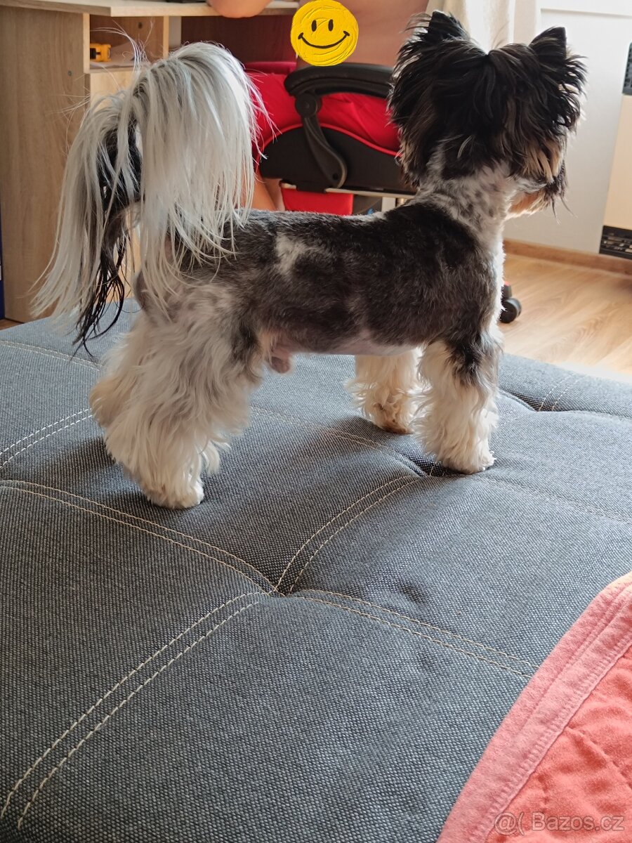 Pejsek ke krytí - 2