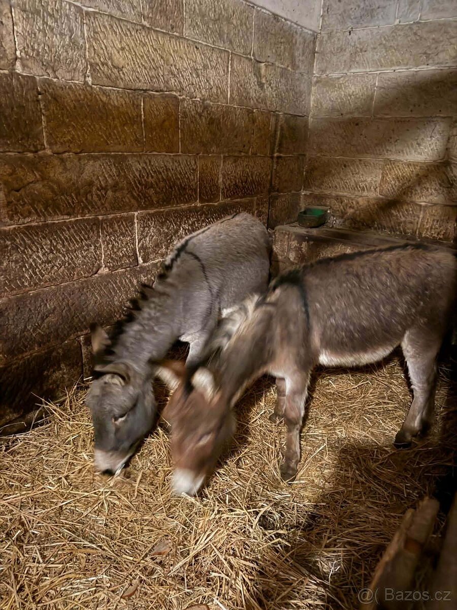Osel - hřebci - 2
