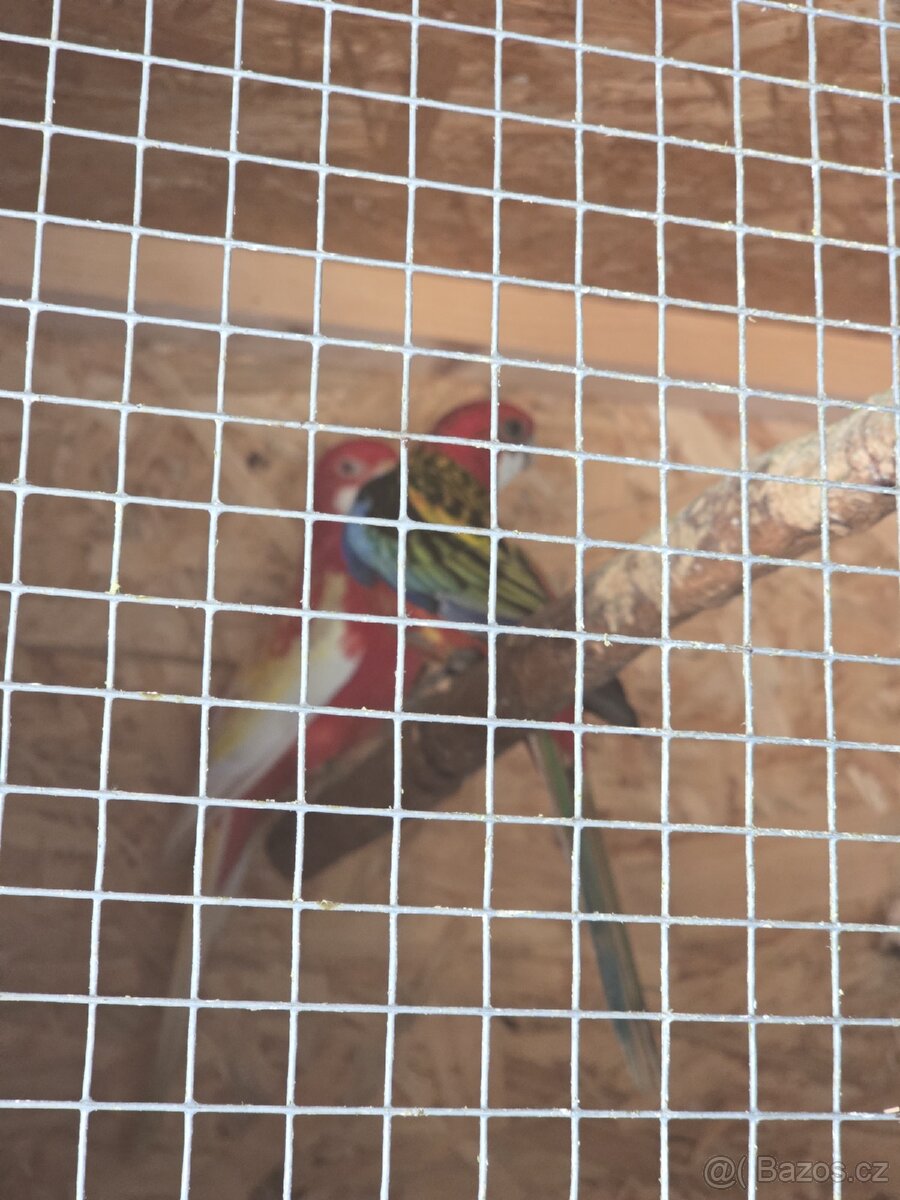 Rozela rubino a pestrá - 2