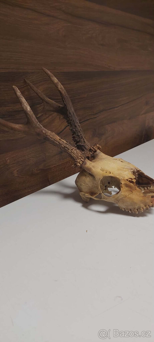 Srnčí paroží - 2