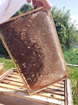 Včelí matky 2026 - 2