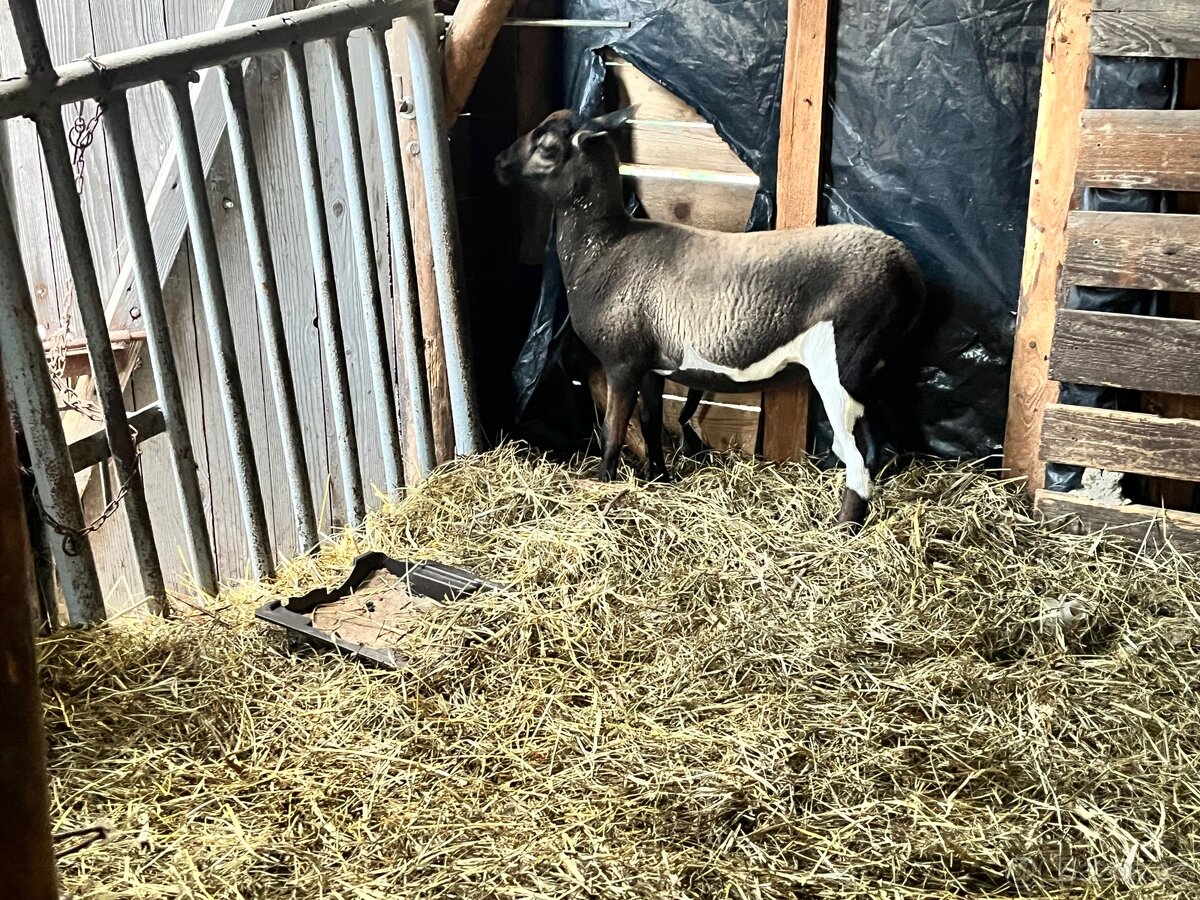 Kamerunská ovce - 2