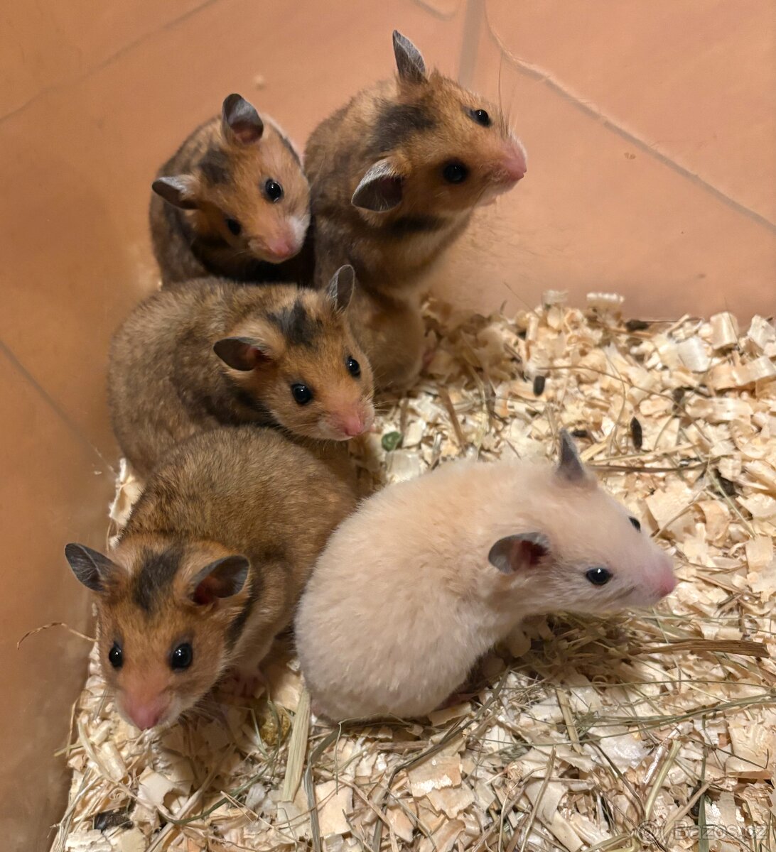 Křeček syrský - 2