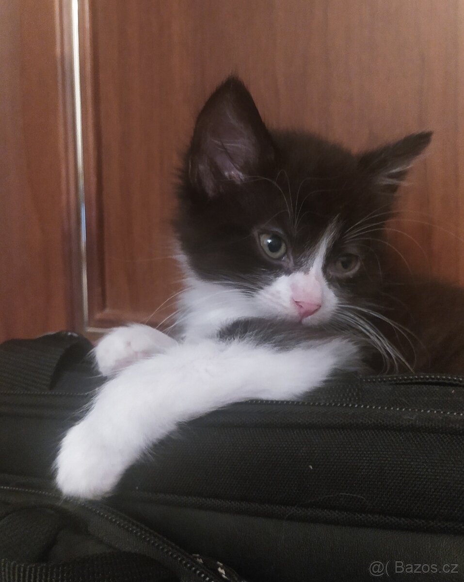 Kočka Evropská & Ragdoll - 2