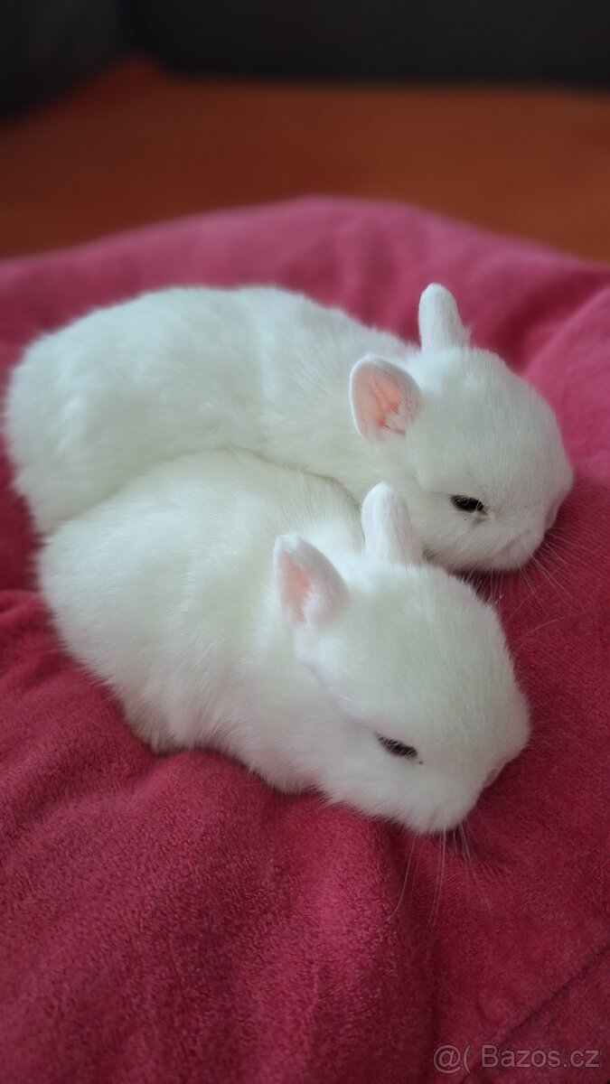 Zakrslý Hermelín - 2