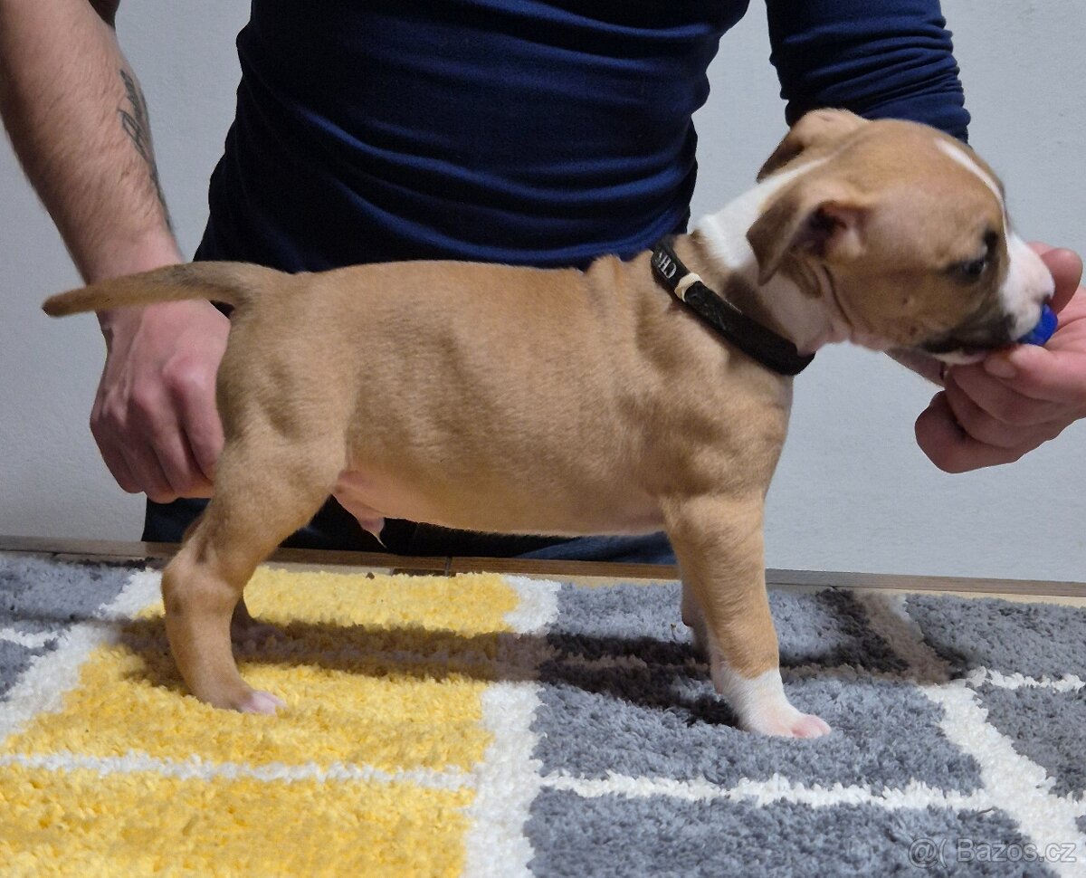 Americký stafordšírský teriér s PP - 2