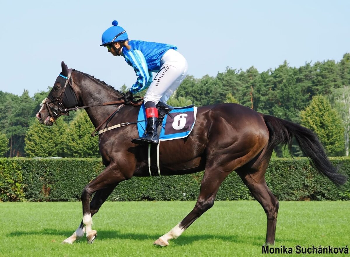 Mohutný, vysoký valach A1/1 na rekreaci i do sportu - 2