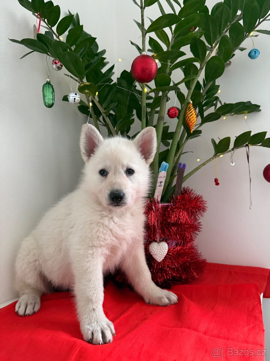 Bílý švýcarský ovčák s PP - 2