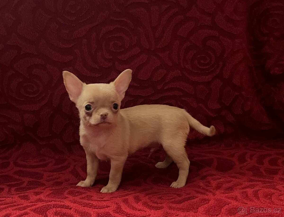 Čivava krátkosrstá s PP - 2