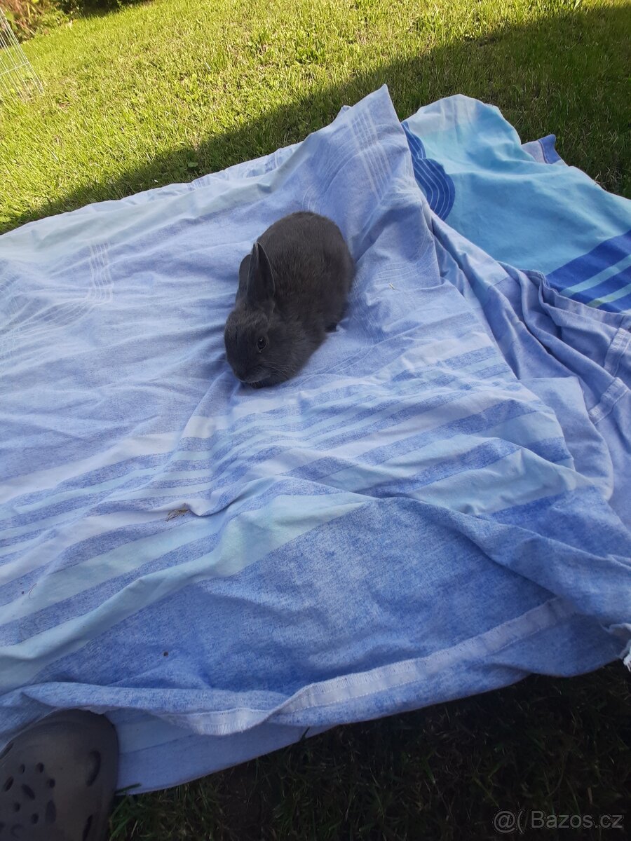 Kralicci králíci kraličACI - 2