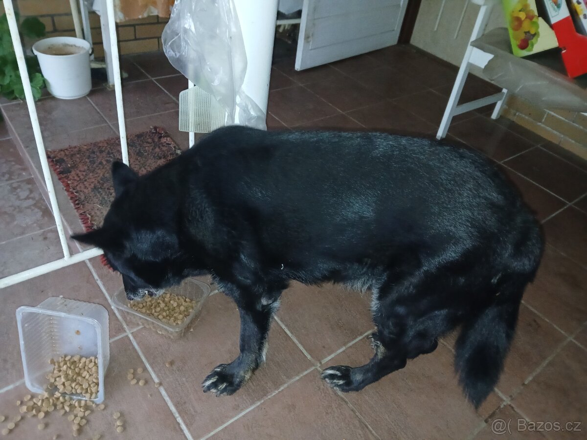 Kříženec německý vlčák - 2