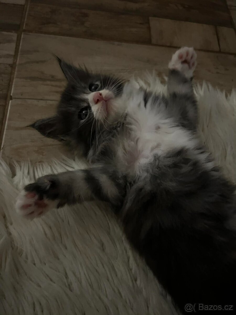 Mainská mývalí kočka - 2