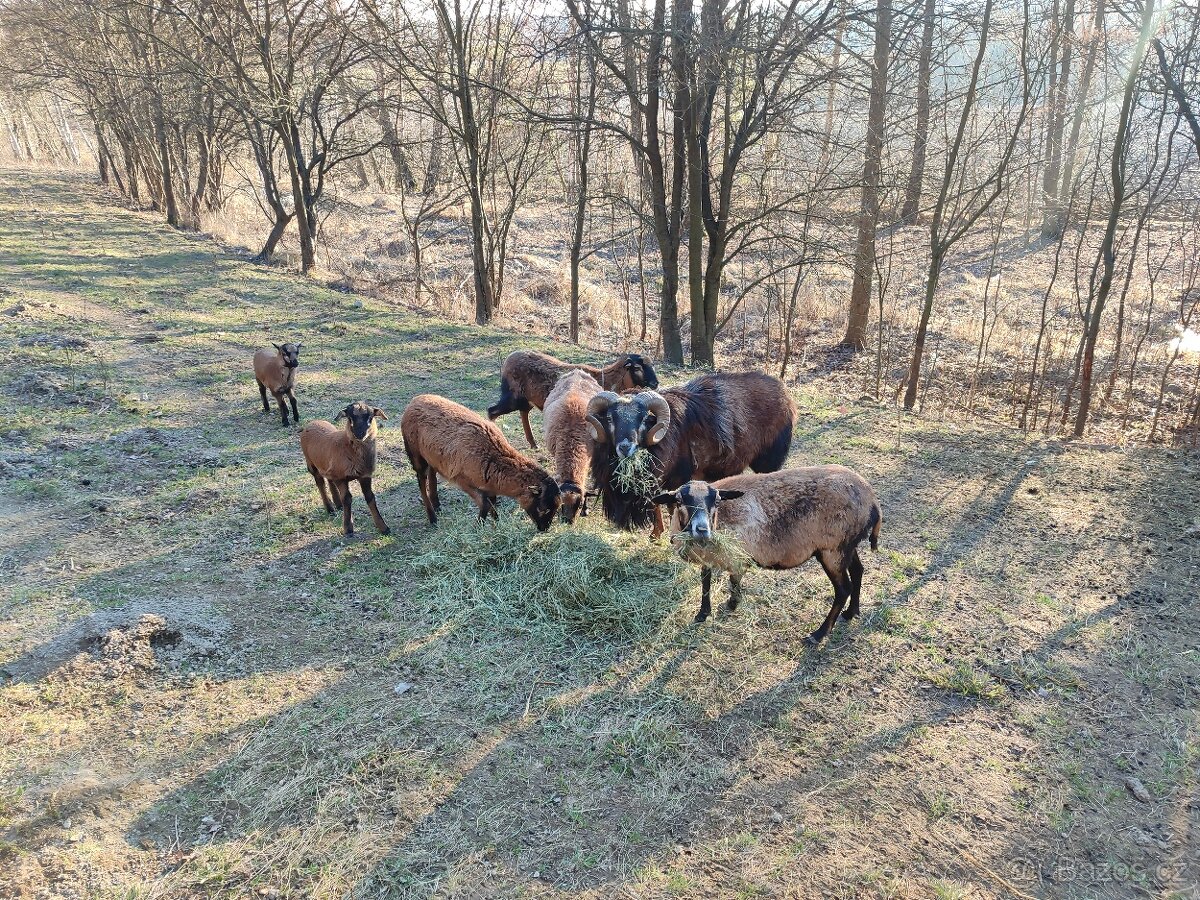 Kamerunské ovce kozy - 2