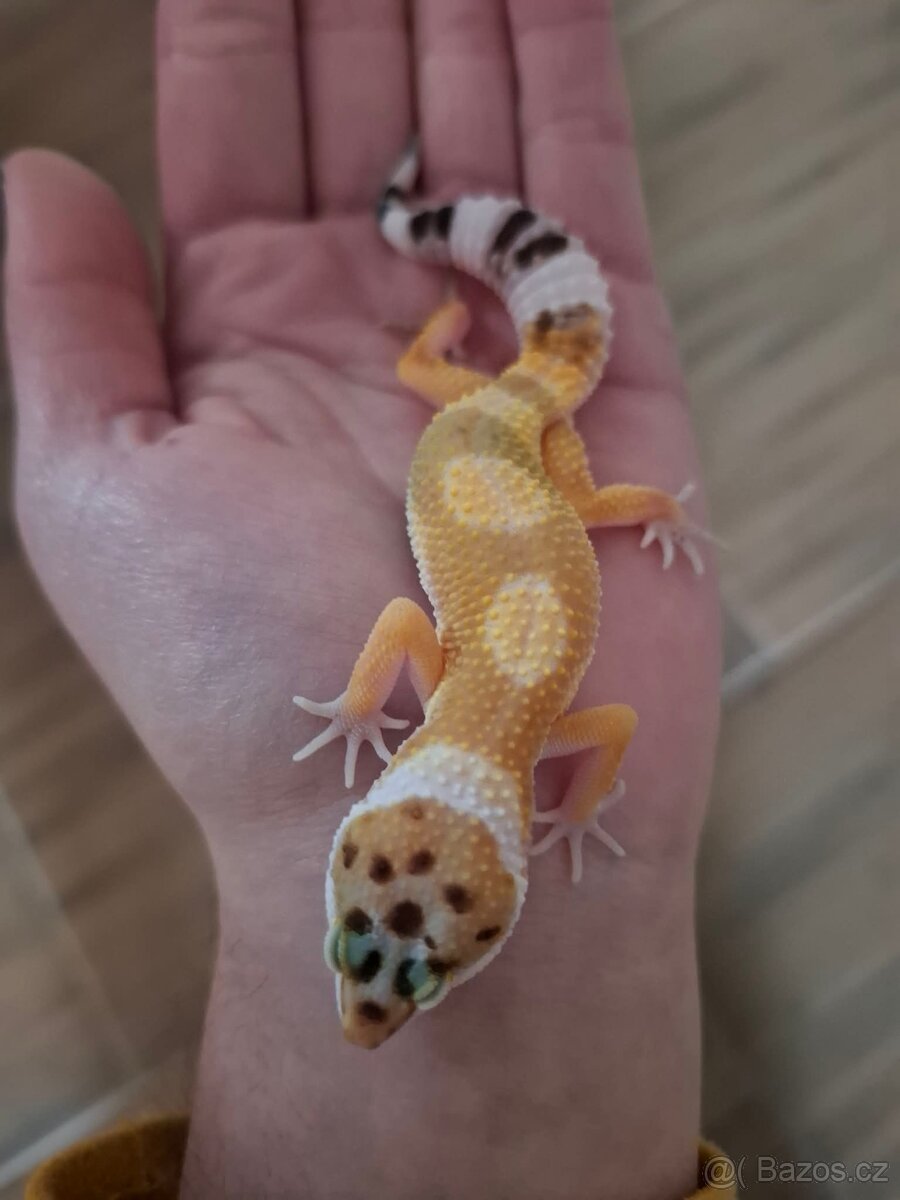 Gekončík noční - 2