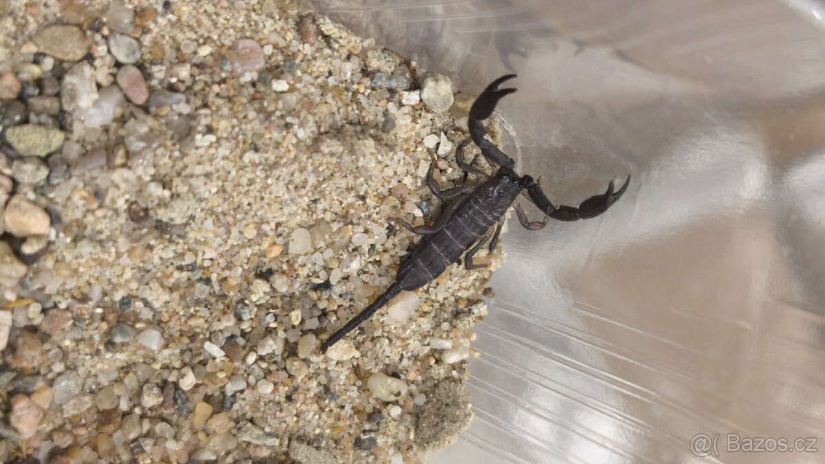 Hadogenes Paucidens scorpion štíři šváby - 2