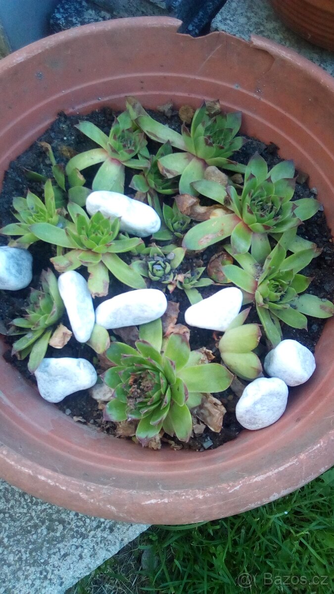 Ptačí zob na živé ploty,SAZENICE ROSTLIN - 2