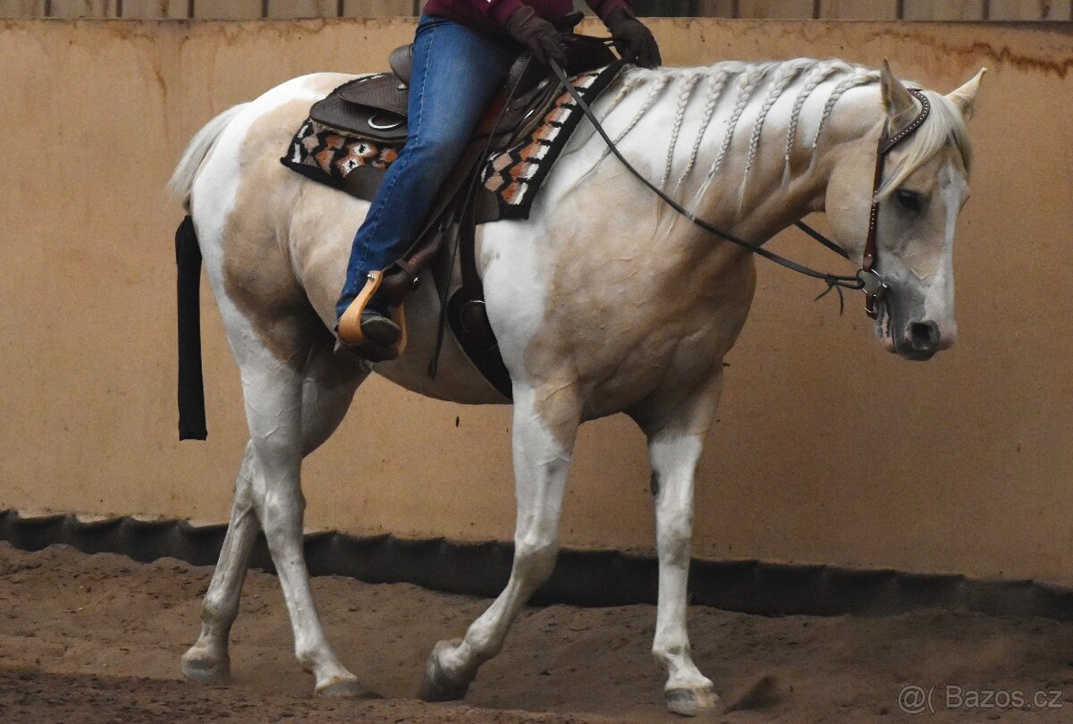 Desetiletá klisna APH - 2