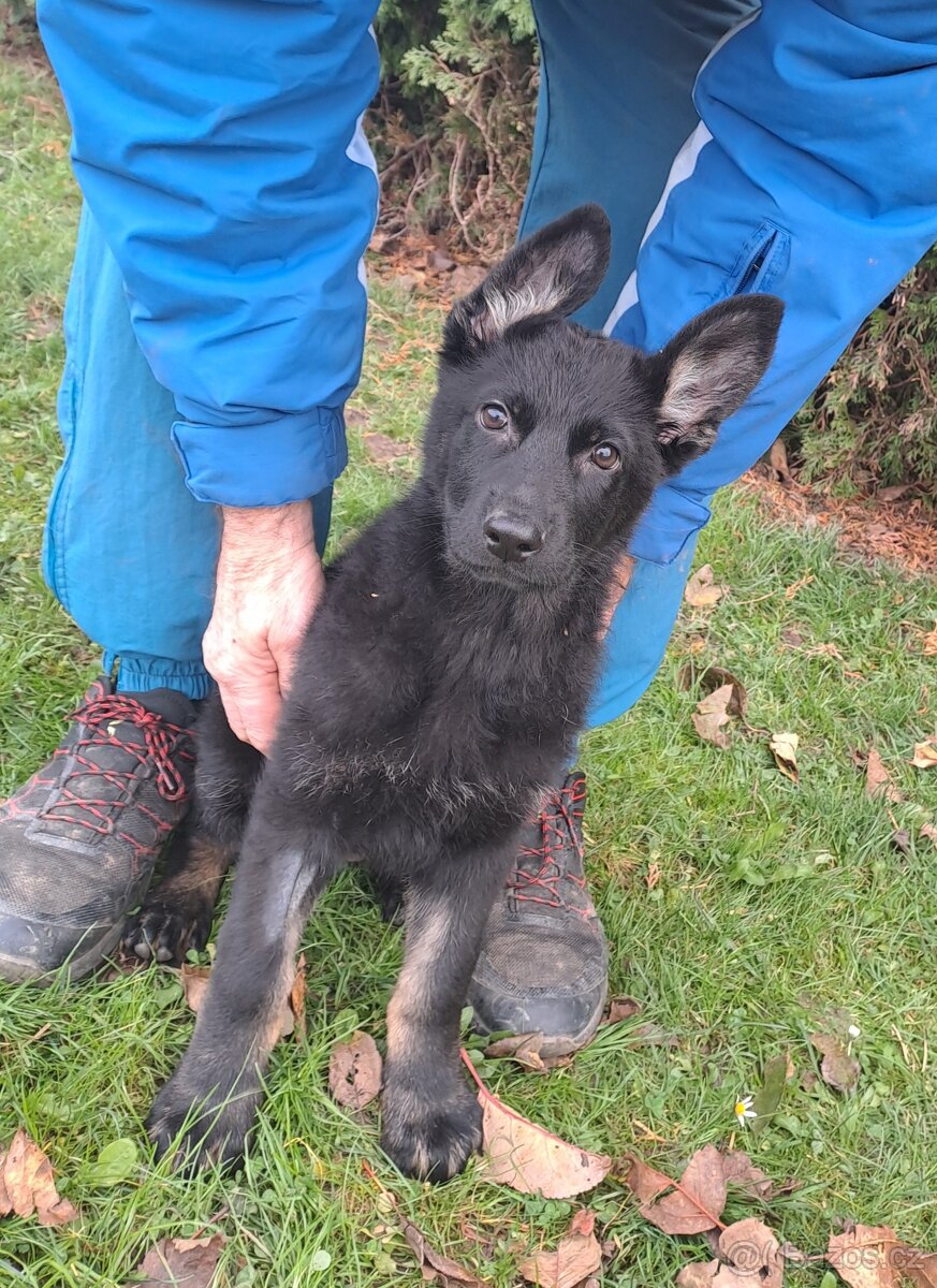 Německý ovčák - štěňata - 2