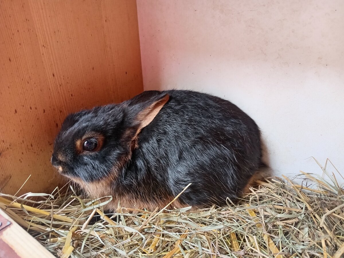 Zakrslý Tříslový černý - králíčci na mazlíčky - 2