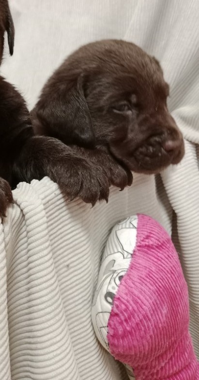 Labradorský retrívr - 2