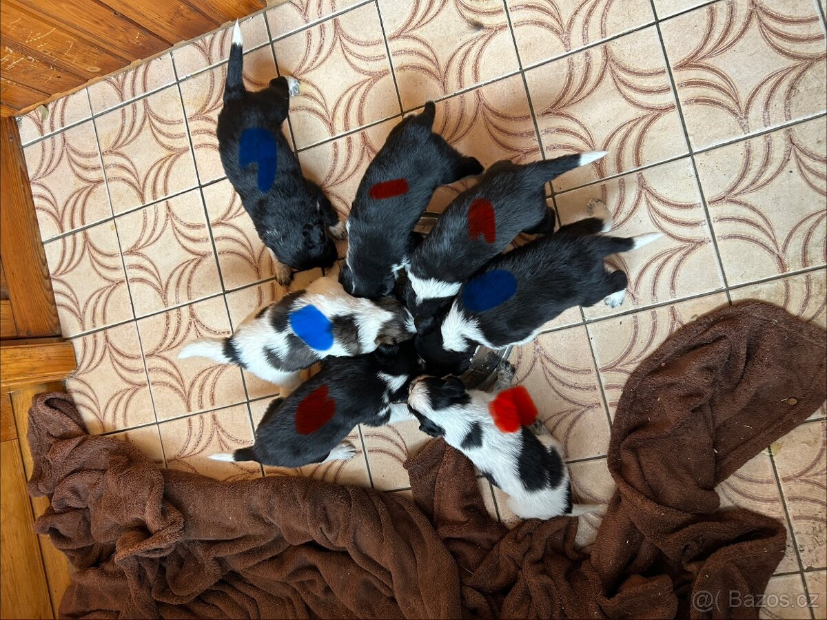 Kříženci Border kolie - 2