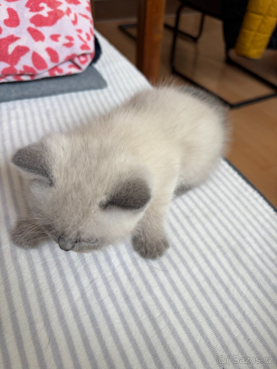 Britský kocourek - 2