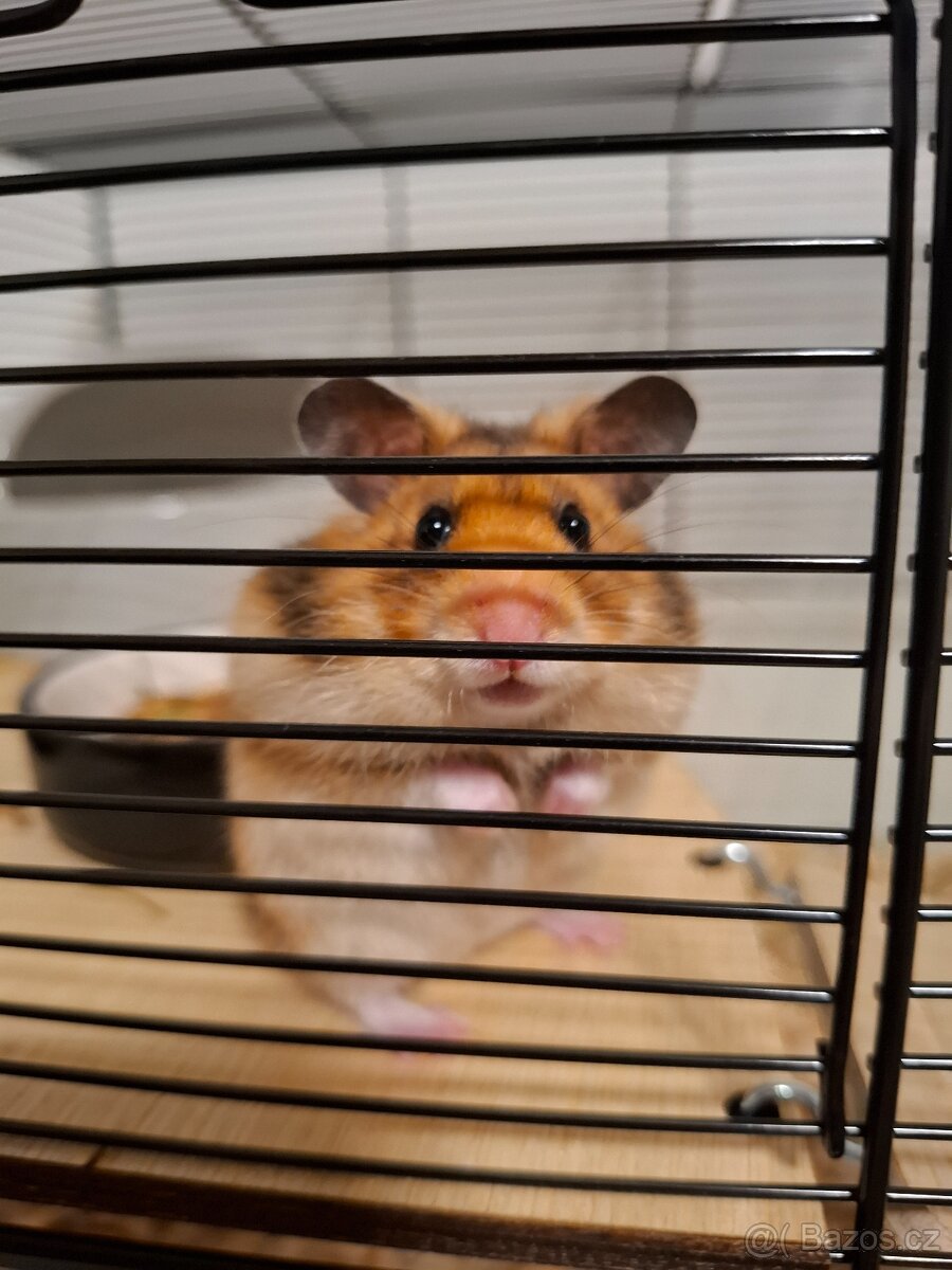 Křeček syrský - 2