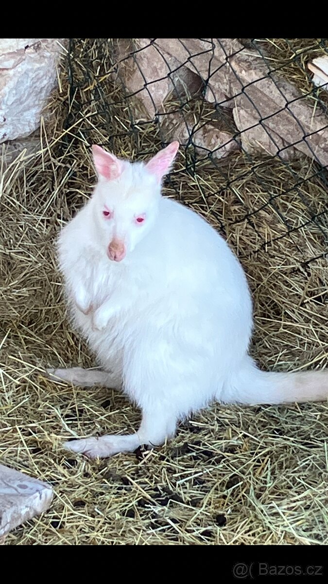 Klokan 2 samičky - 2