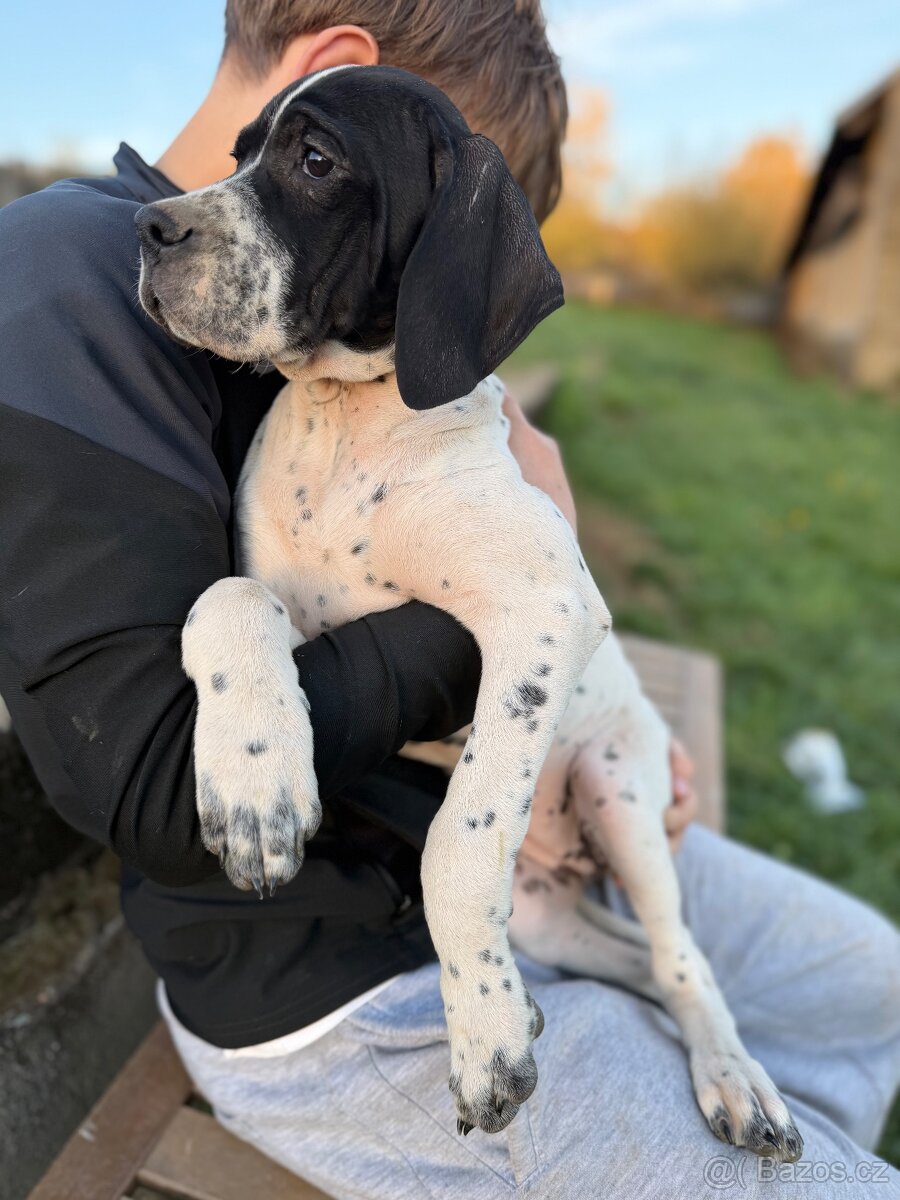 Fenky pointer s PP - 2