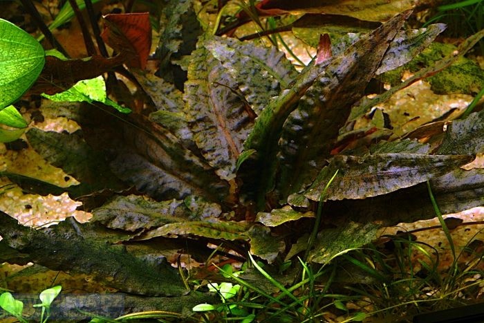 Akvarijni rostlinky - Kryptokoryny ruzne druhy - 2